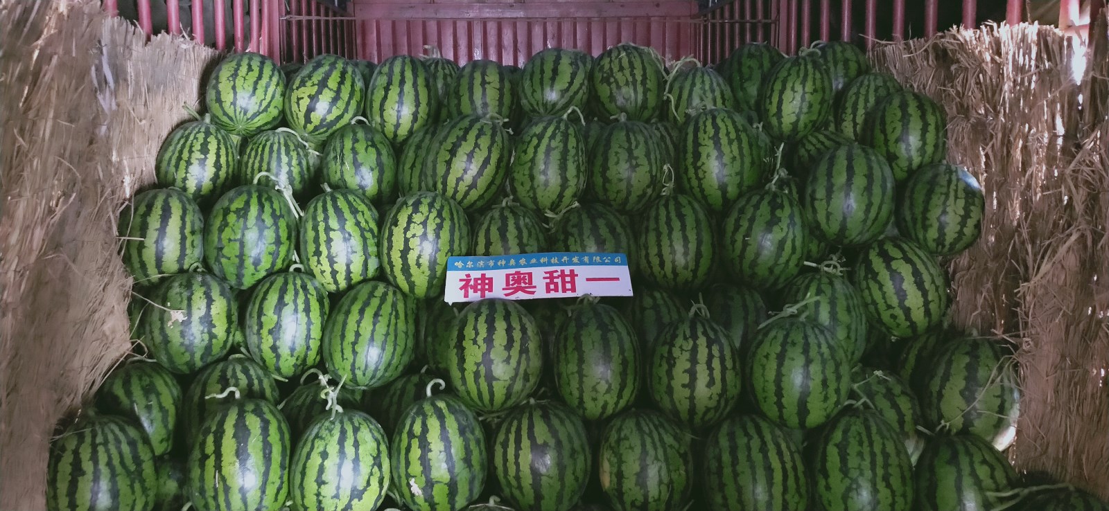 mk体育是正规的吗：乌海市海南区：特色种植“多点开花”绘就乡村振兴富农新图景